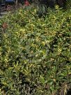 Acacia longifolia sophorae