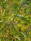 Acacia macradenia