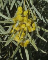 Acacia maranoensis