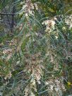 Acacia saliciformis