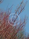Acer palmatum Sango-kaku