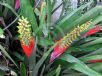 Aechmea nudicaulis