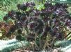 Aeonium arboreum Zwartkop