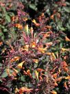 Agastache aurantiaca Apricot Sprite