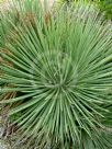 Agave stricta