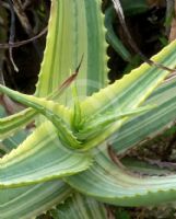 Aloe arborescens Variegata
