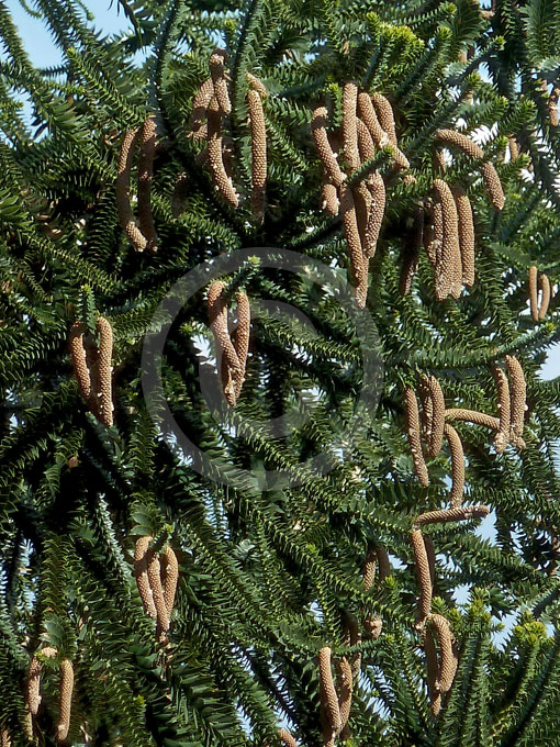 The Bunya-Bunya Pine (Araucaria bidwillii)