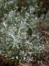 Atriplex cinerea