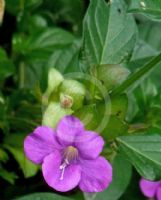 Barleria obtusa