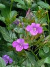 Barleria obtusa