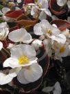 Begonia semperflorens-cultorum