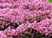 Begonia semperflorens-cultorum